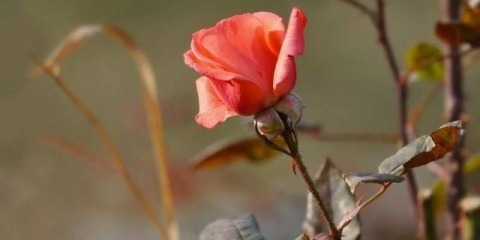 Obrezivanje ruža za zimu u predgrađu